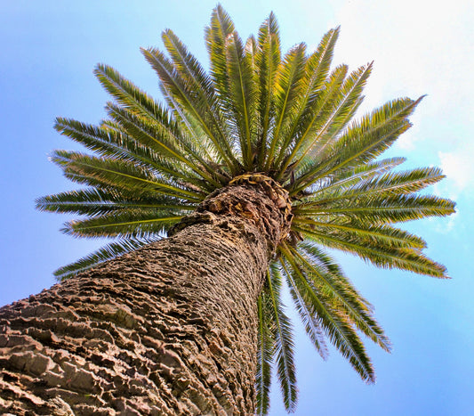 Phoenix canariensis tall palm with rough textured trunk and green feather-like fronds against blue sky