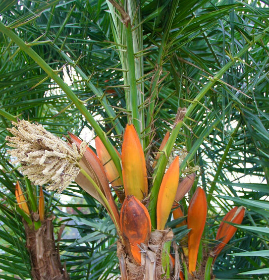Phoenix reclinata palm with spiny green stems and orange fruit clusters in dense foliage