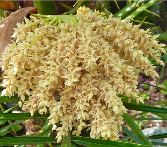Phoenix roebelenii cluster of small creamy yellow flowers with green foliage
