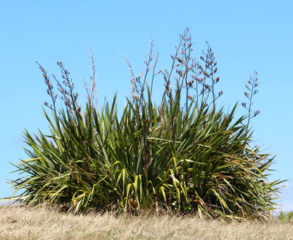 Phormium tenax dense green sword-shaped leaves with tall flowering stalks against blue sky
