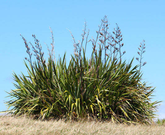 Phormium tenax dense green sword-shaped leaves with tall flowering stalks against blue sky