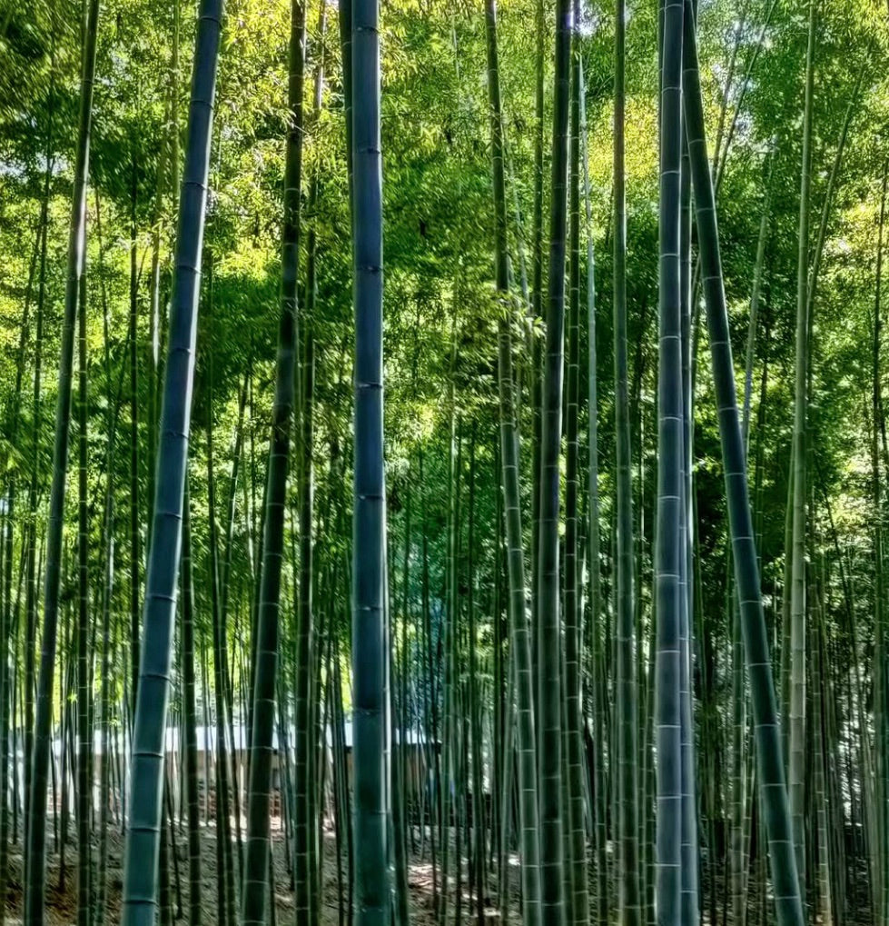 Phyllostachys edulis tall dense green bamboo forest with straight sturdy culms