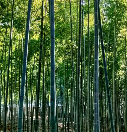 Foresta di bambù verde alta e densa di Phyllostachys edulis con fusti dritti e robusti