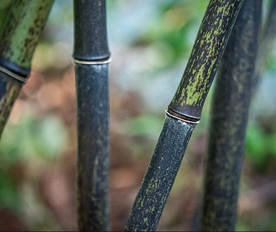 Steli sottili di bambù nero Phyllostachys nigra con texture verde screziata a vista ravvicinata