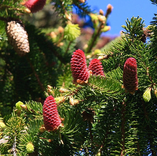Picea abies 10-25cm | Norway spruce | European spruce