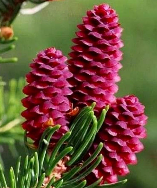 Primi coni giovani di Picea alcoquiana di un rosso vibrante con fogliame di aghi verdi in primo piano