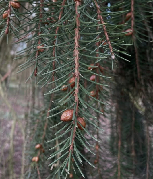 Picea breweriana 10-30cm | Brewer's spruce | Weeping spruce