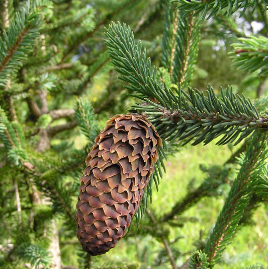 Picea likiangensis var. balfouriana 20-35cm | Lijiang spruce