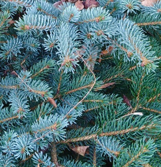 Picea mariana X Picea omorika 20-35cm | Black spruce hybrid