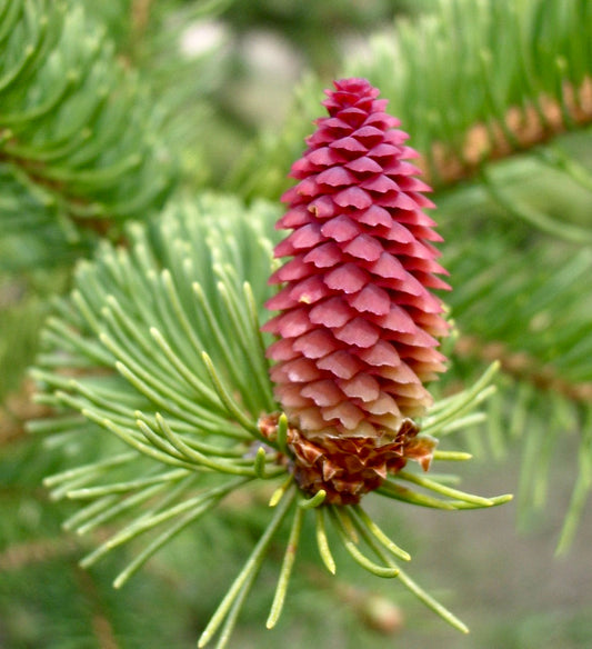 Picea omorika 40-90cm | Serbian spruce | Omorika spruce
