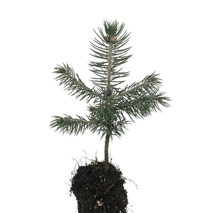 Picea pungens glauca young conifer seedling with blue-green needles and exposed soil roots