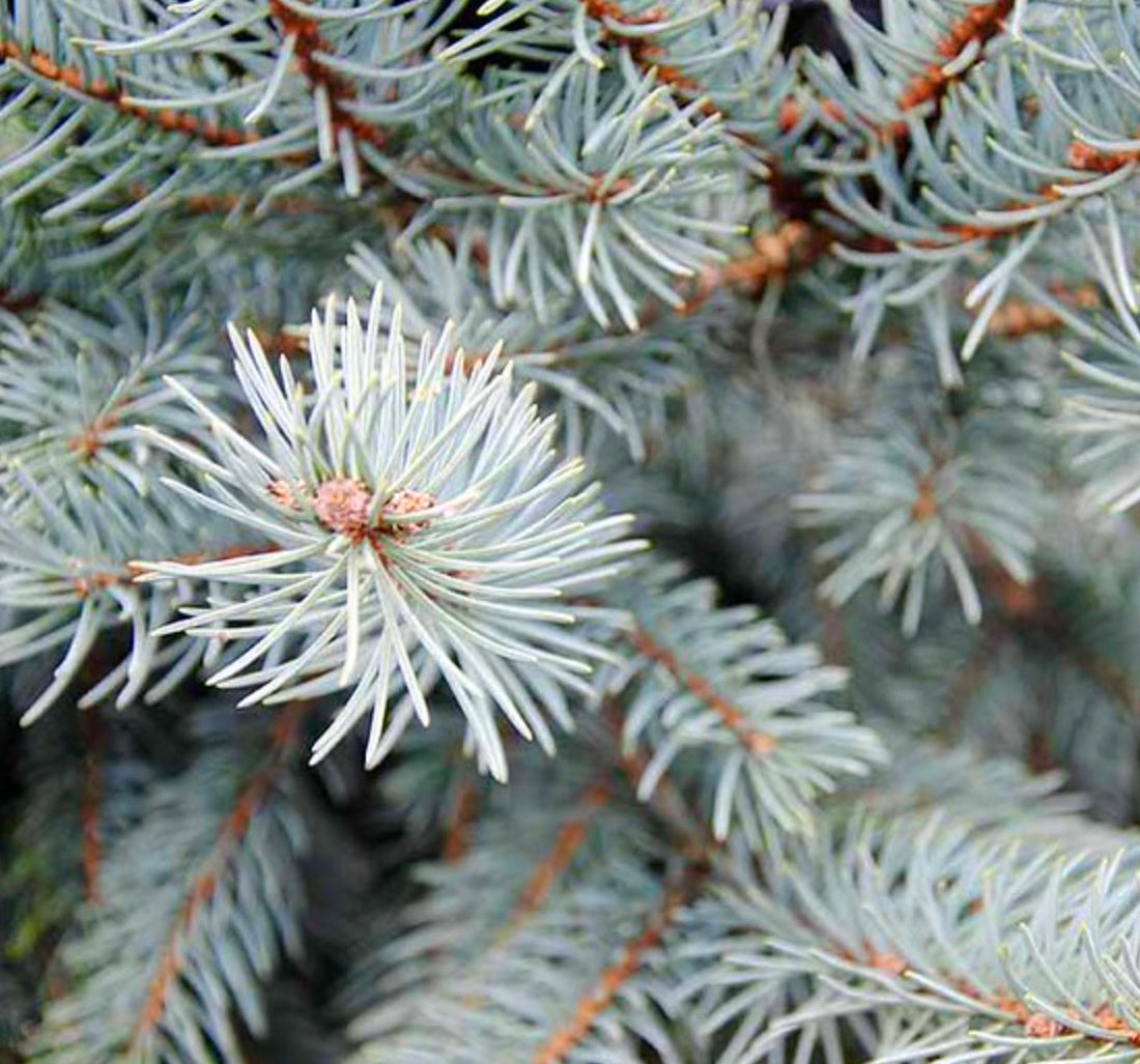 Picea pungens glauca aghi densi verde-blu con texture affilata su rami di conifere