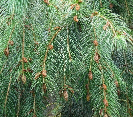 Picea smithiana 20-35cm | Himalayan spruce | Smith's spruce