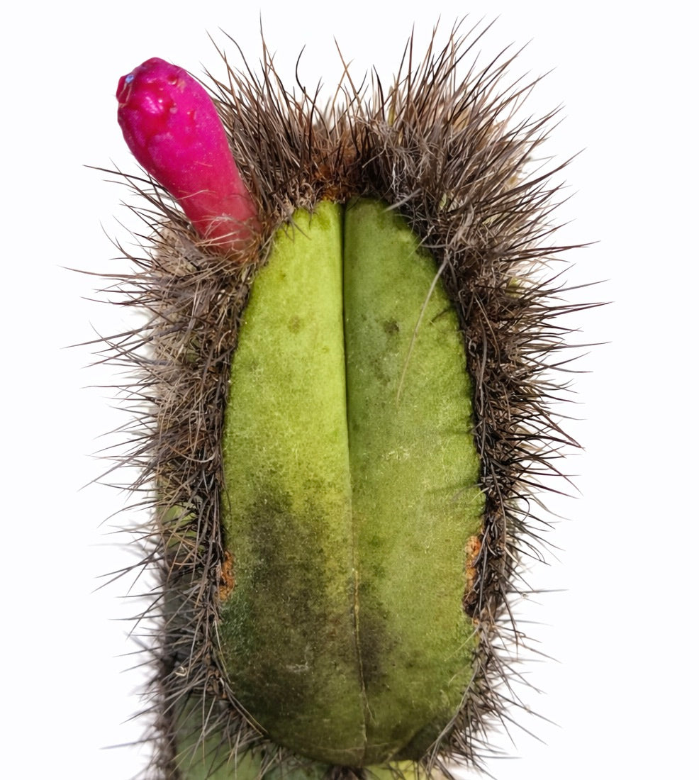 Pierrebraunia brauniorum rare succulent cactus with dense spines and bright pink fruit bud