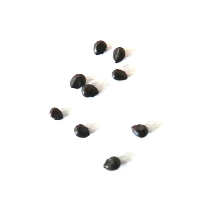 Pierrebraunia brauniorum small black seeds for succulent plant propagation