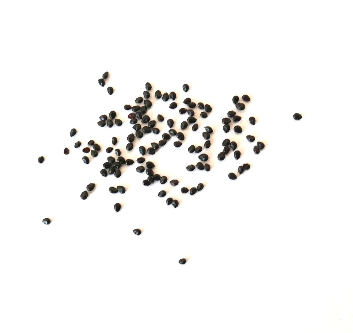 Pierrebraunia brauniorum small black succulent seeds scattered on white background