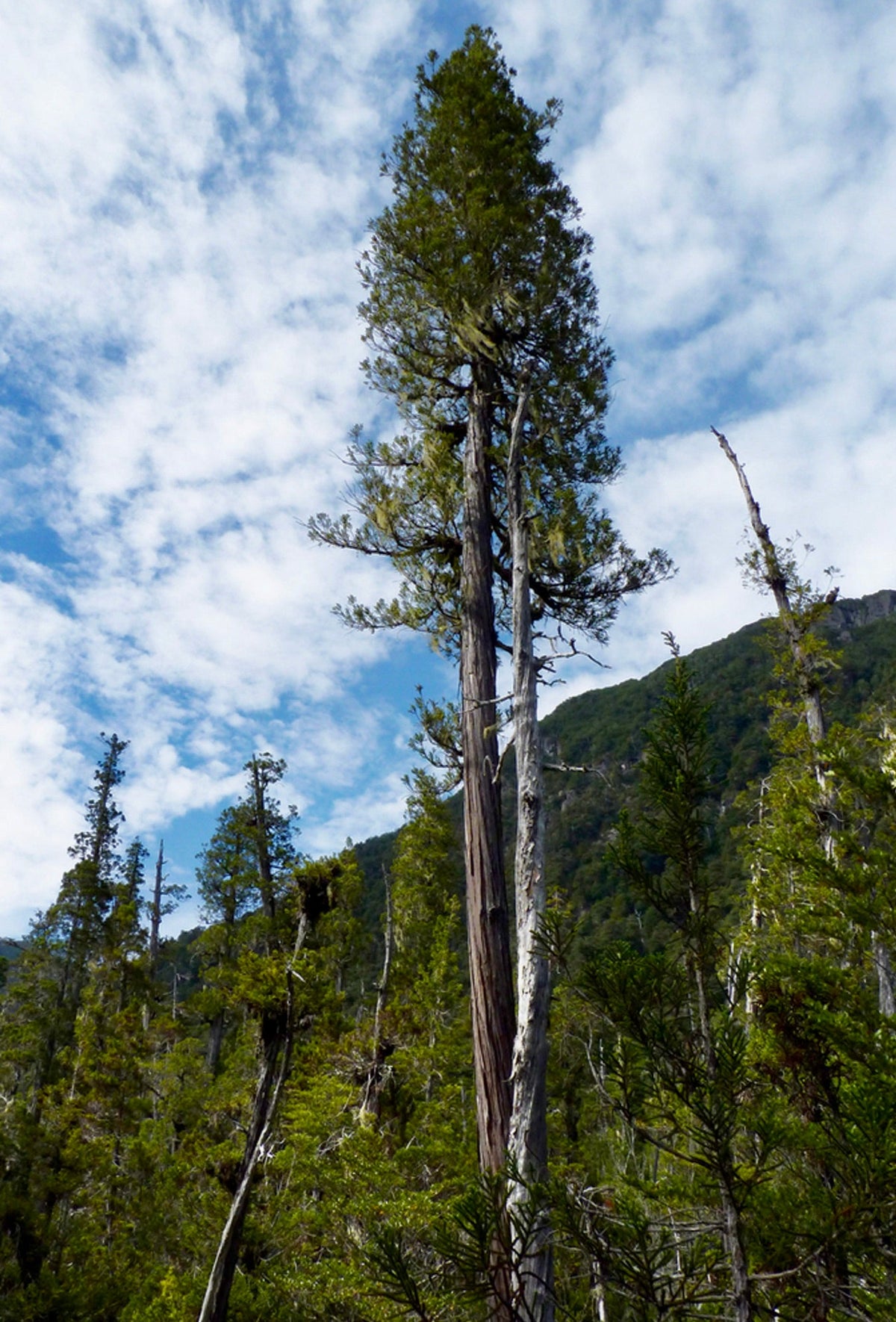 Pilgerodendron uviferum 70-80cm | Patagonian cypress