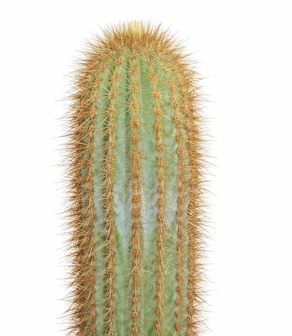 Pilosocereus aurilanatus tall green cactus with dense golden spines succulent specimen