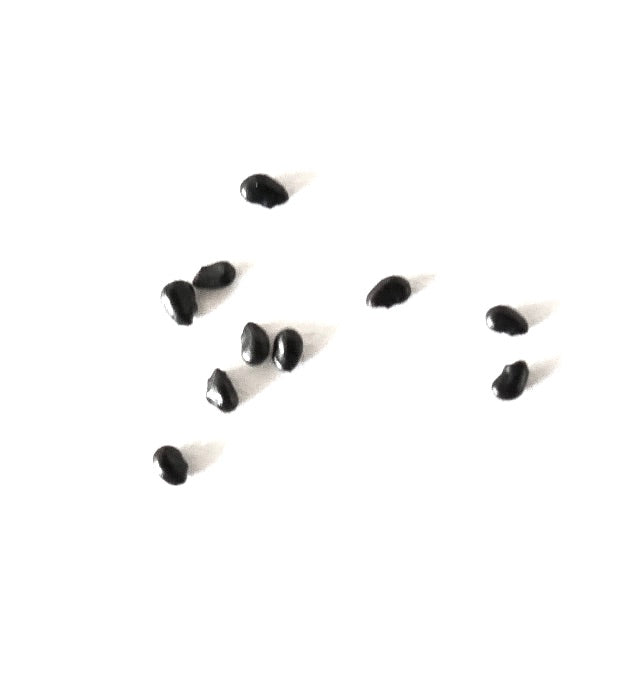 Semi di cactus nero Pilosocereus azulensis sparsi su sfondo bianco