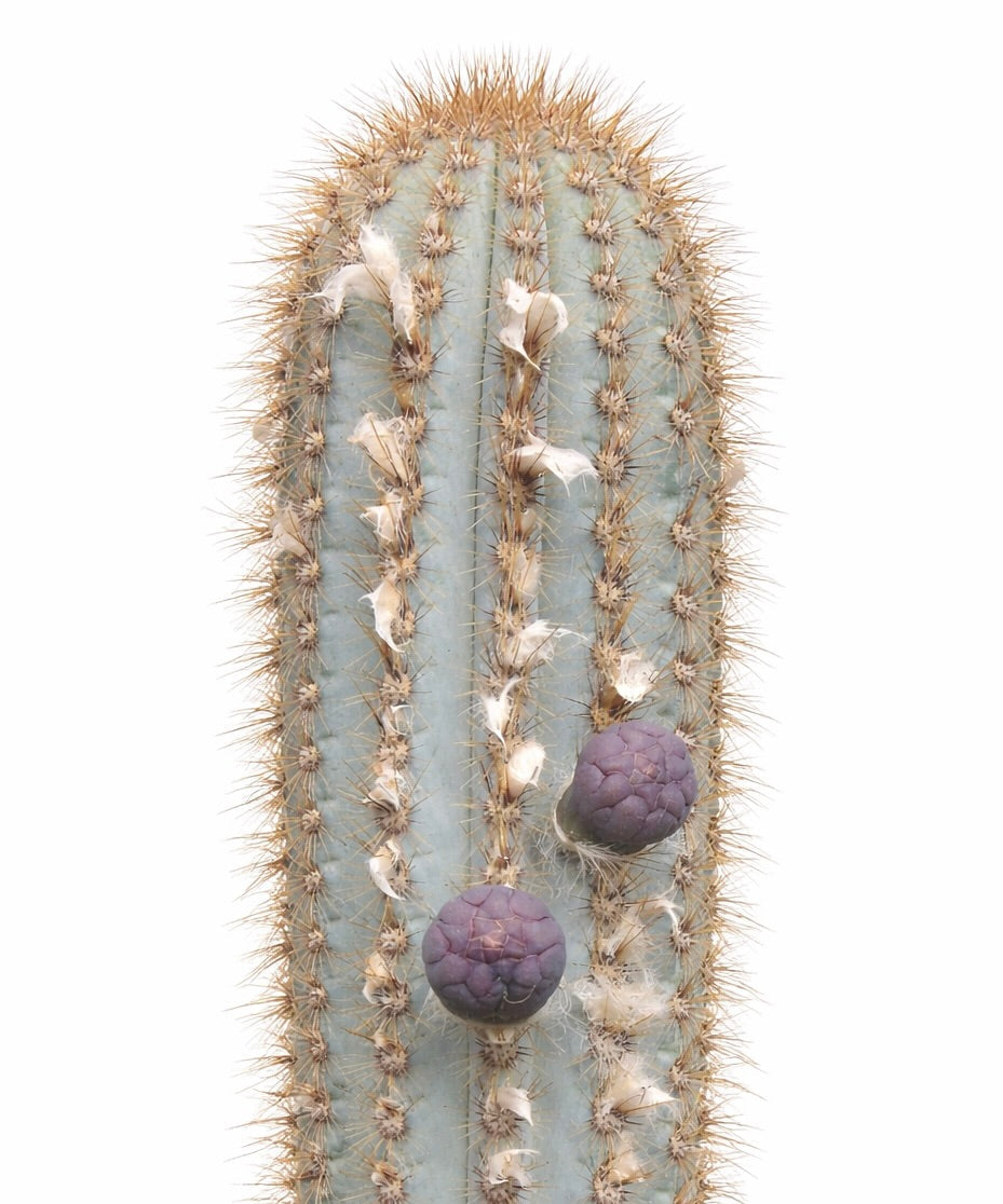 Pilosocereus azulensis tall blue cactus with golden spines and purple fruit pods