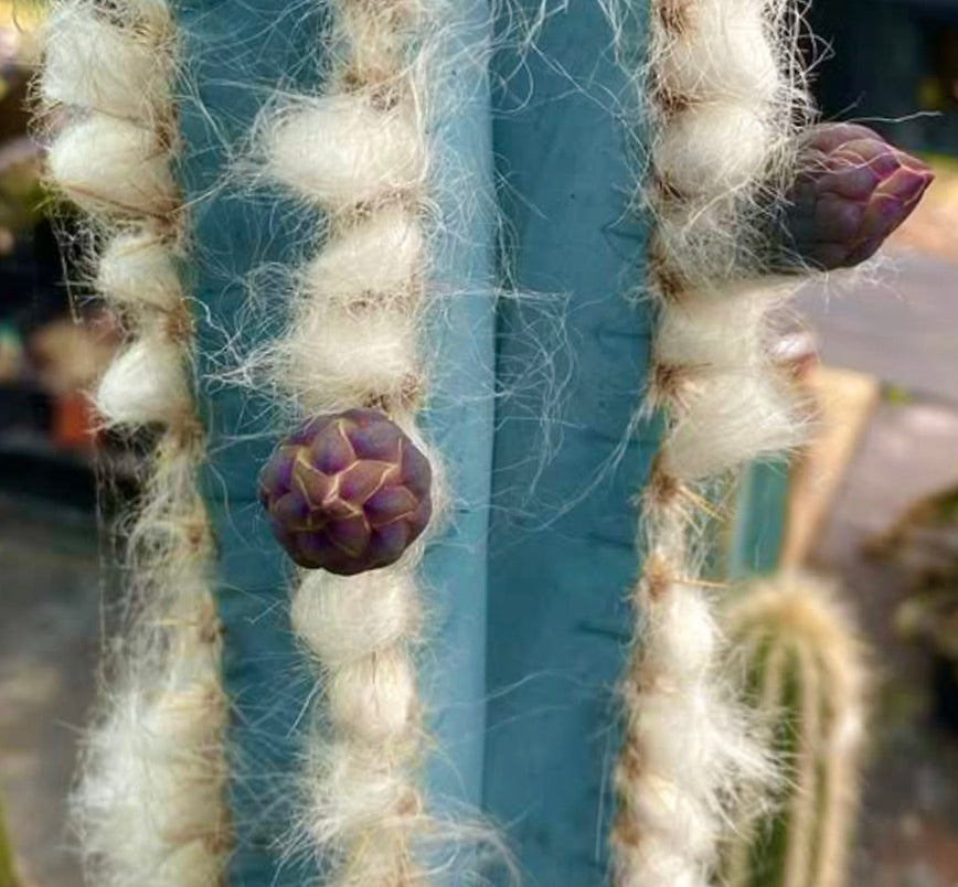 Pilosocereus azureus cactus with blue stem, white woolly areoles, and purple flower buds
