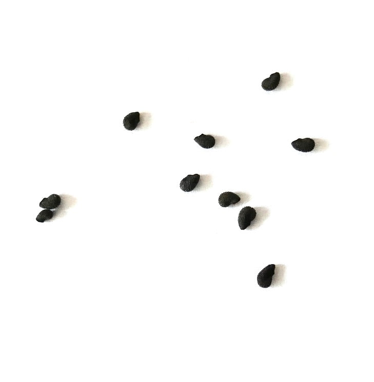 Pilosocereus bradei rare cactus seeds for succulent plant propagation