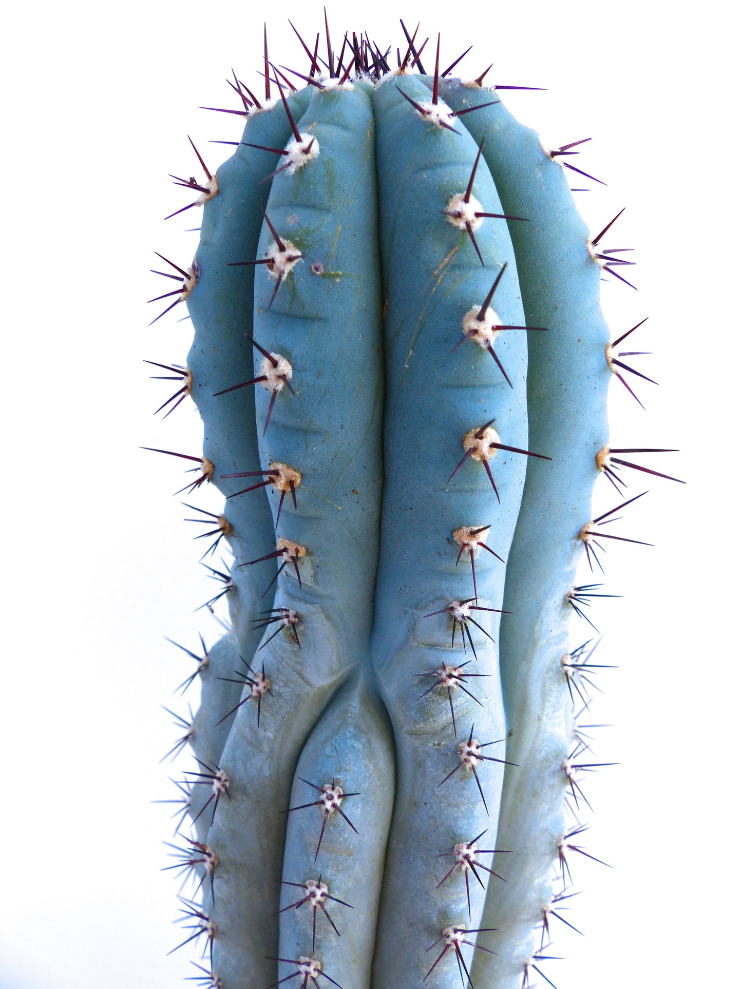 Pilosocereus bradei blue succulent cactus with prominent dark spines close-up