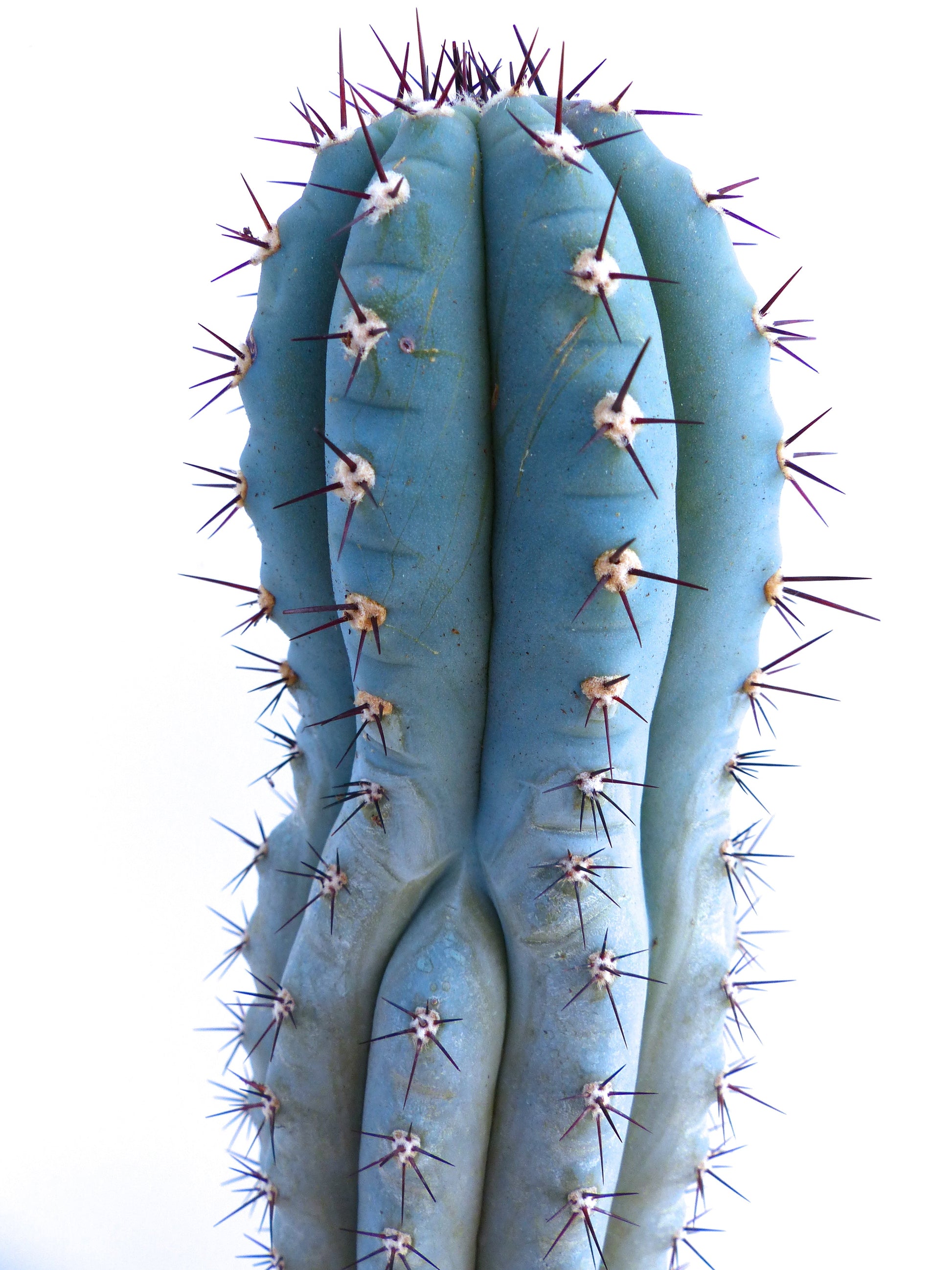 Pilosocereus bradei blue succulent cactus with prominent dark spines close-up