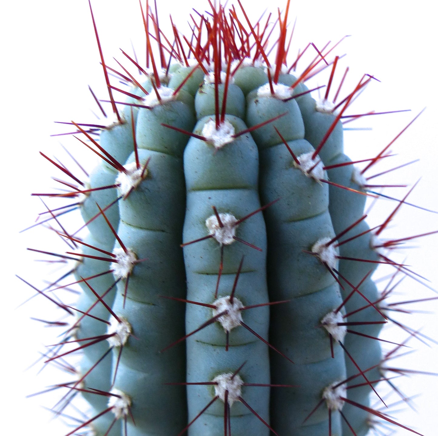 Pilosocereus bradei cactus with blue-green ribs and long reddish spines close-up