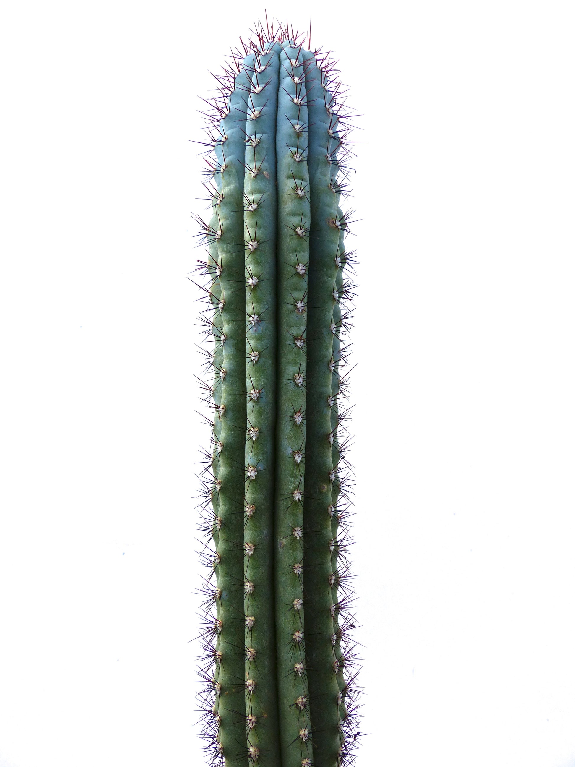 Pilosocereus bradei tall blue-green cactus with prominent purple spines and ribbed structure