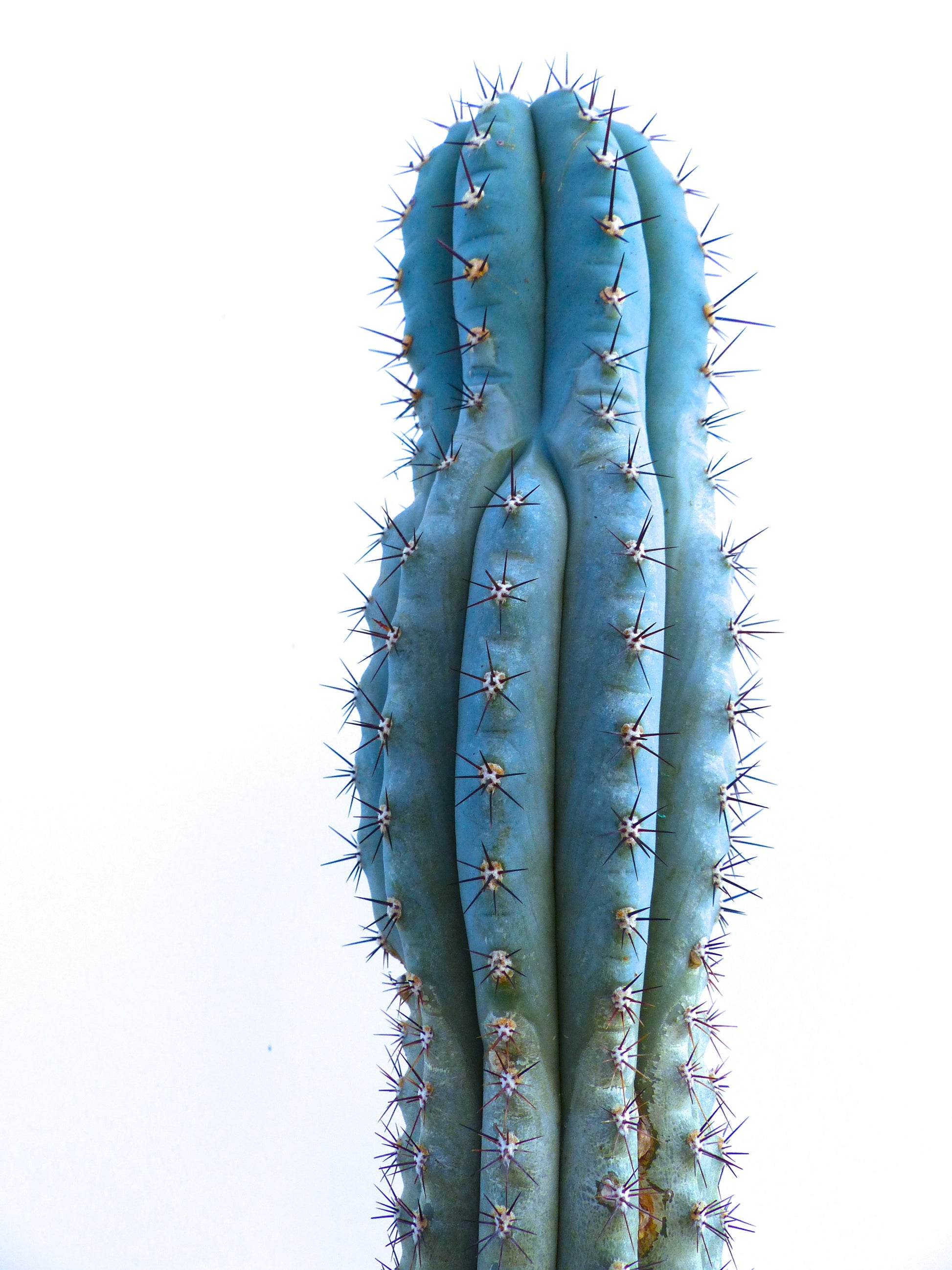 Pilosocereus bradei tall blue-green cactus with sharp dark spines close-up