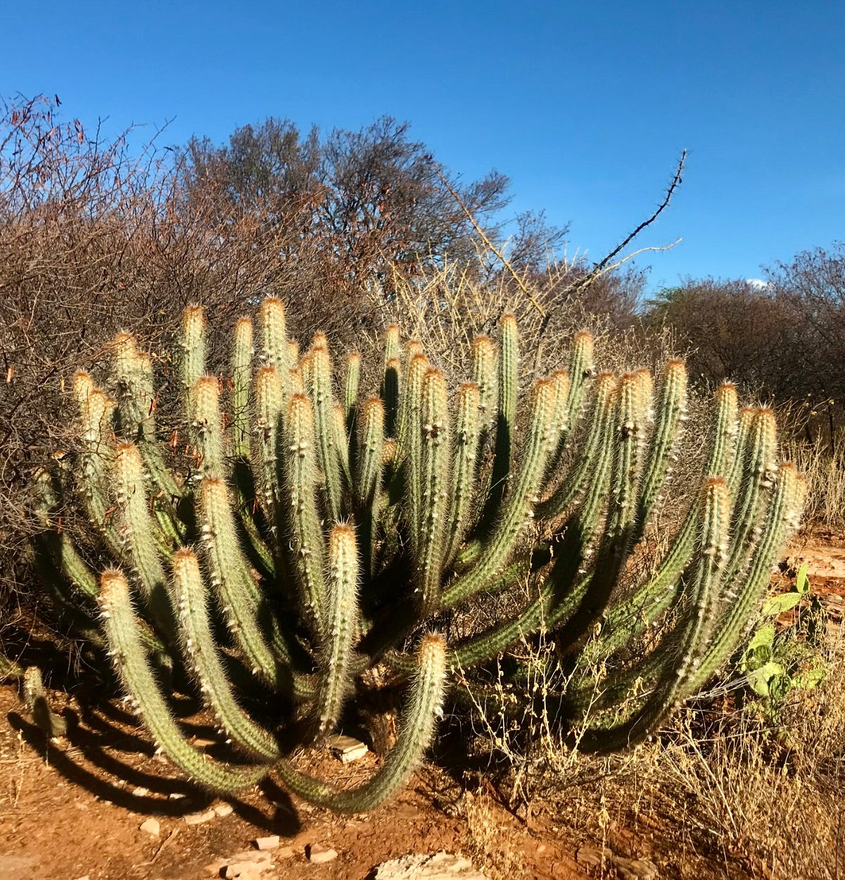 Pilosocereus braunii alto cactus ramificato con spine dorate in paesaggio arido