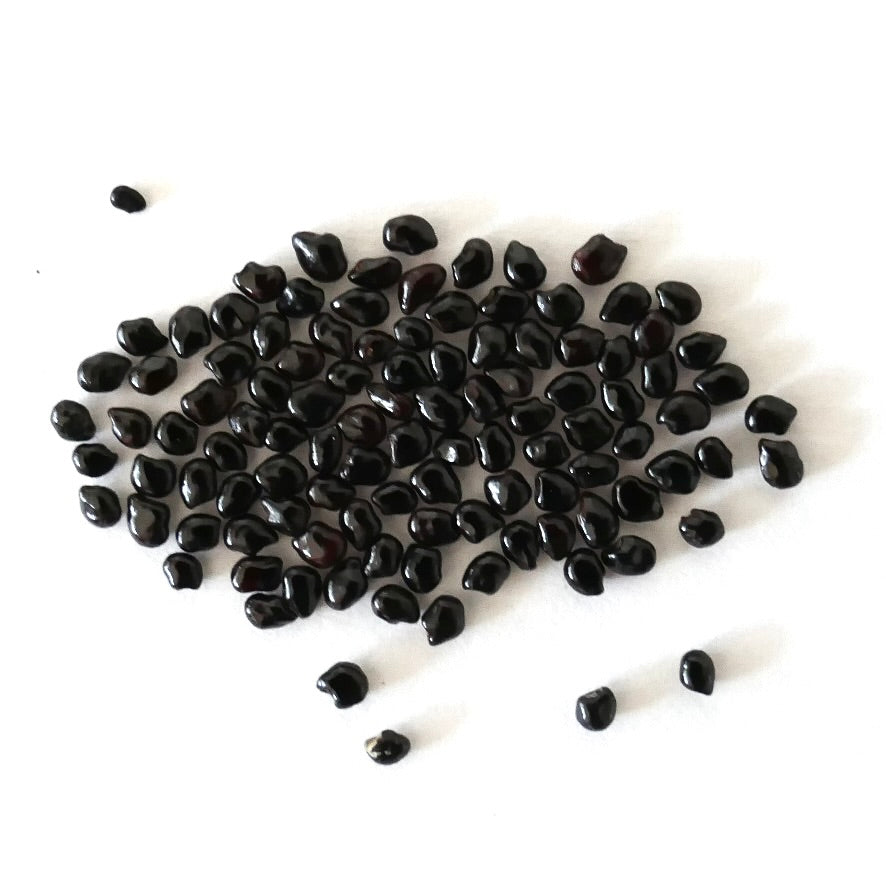 Semi di Pilosocereus braunii cactus nero lucido su sfondo bianco