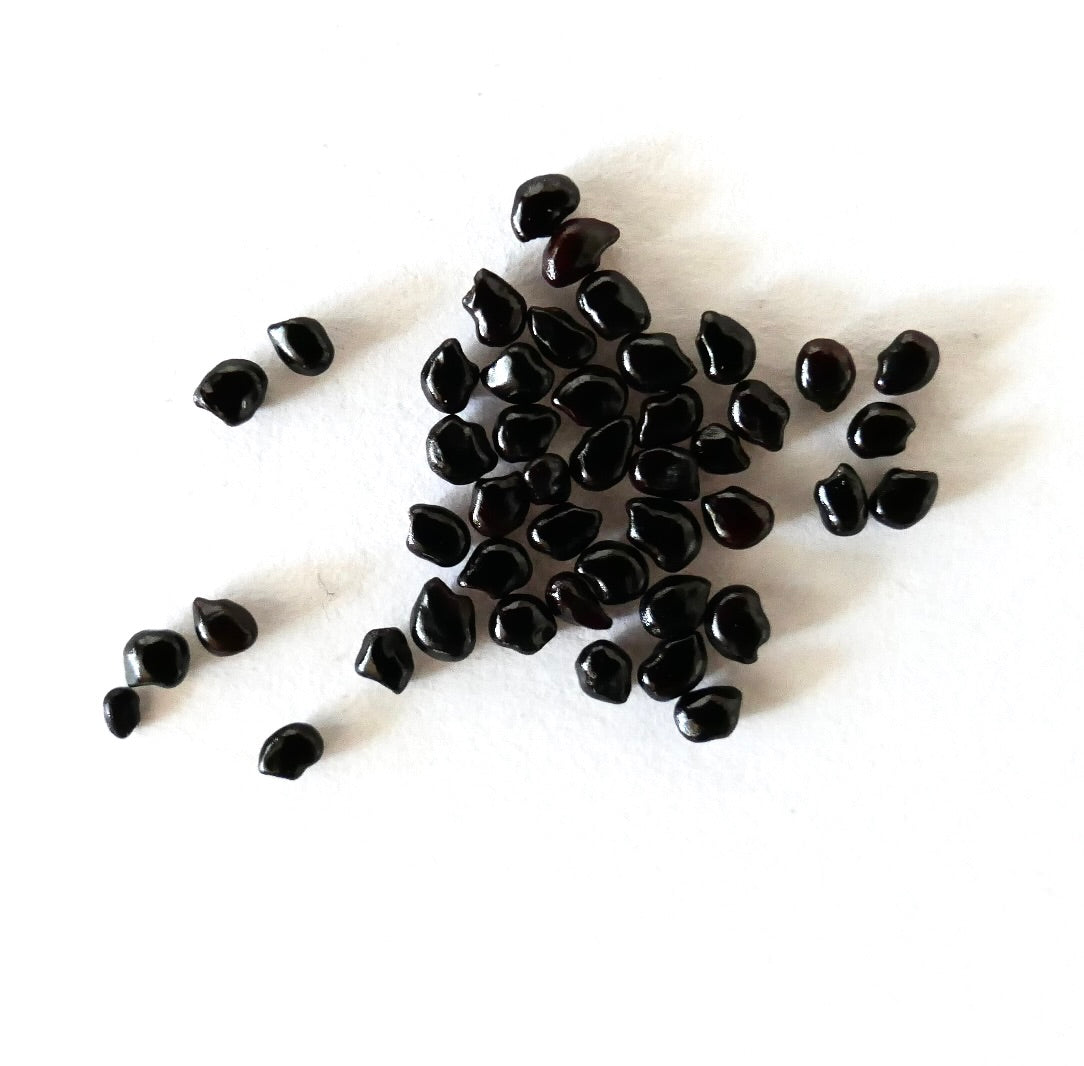 Pilosocereus braunii shiny black cactus seeds on white background