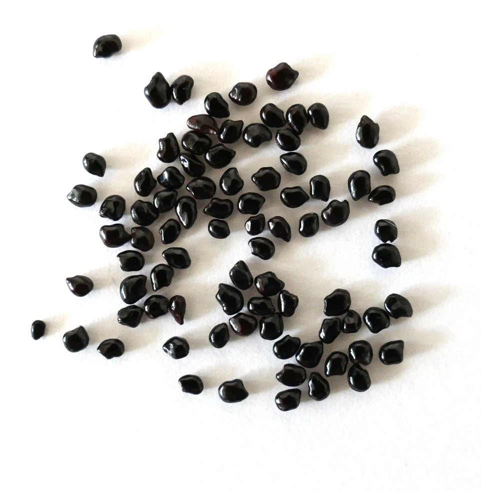 Semi di cactus Pilosocereus braunii nero lucido sparsi su sfondo bianco