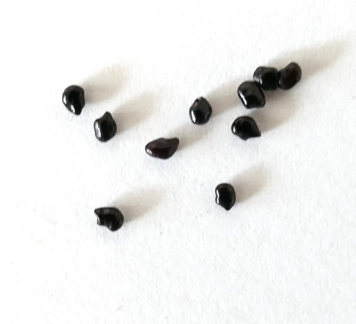 Semi di Pilosocereus braunii cactus nero su sfondo bianco