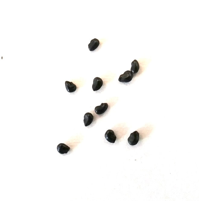 Pilosocereus chrysostele black cactus seeds scattered on white background