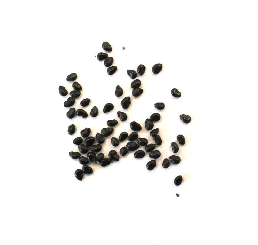 Pilosocereus chrysostele cactus seeds scattered on white background