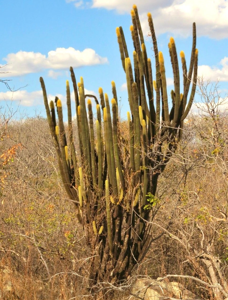 About fifty small black seeds of Pilosocereus chrysostele on a white surface