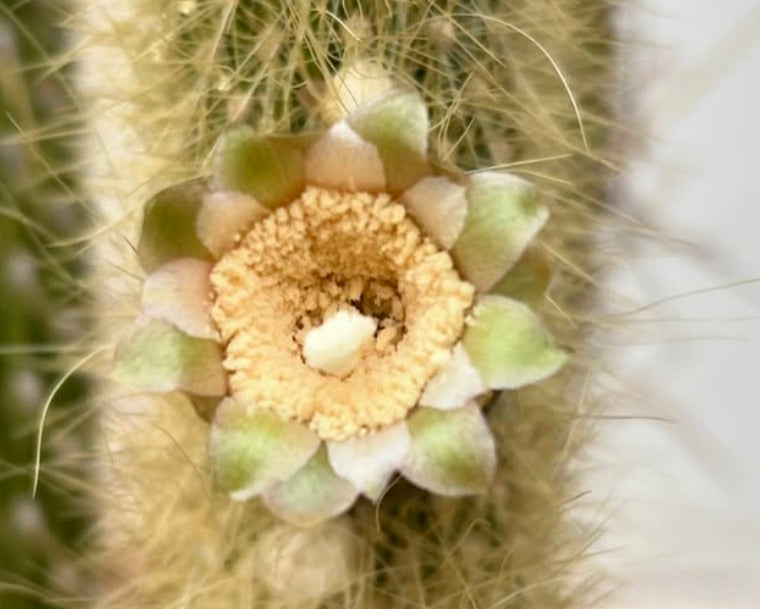 Pilosocereus chrysostele cactus flower with pale green and cream petals and fine spines