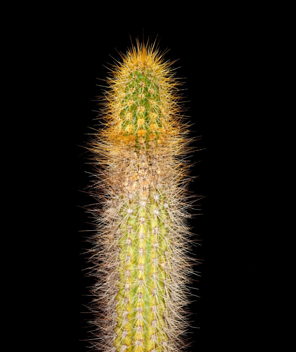 Pilosocereus diamantinensis tall green cactus with dense golden spines succulent specimen