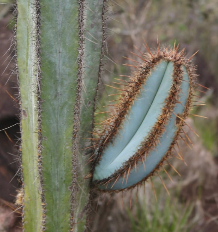 Pilosocereus fulvilanatus raro cactus blu-verde con spine marroni prominenti e struttura costolata