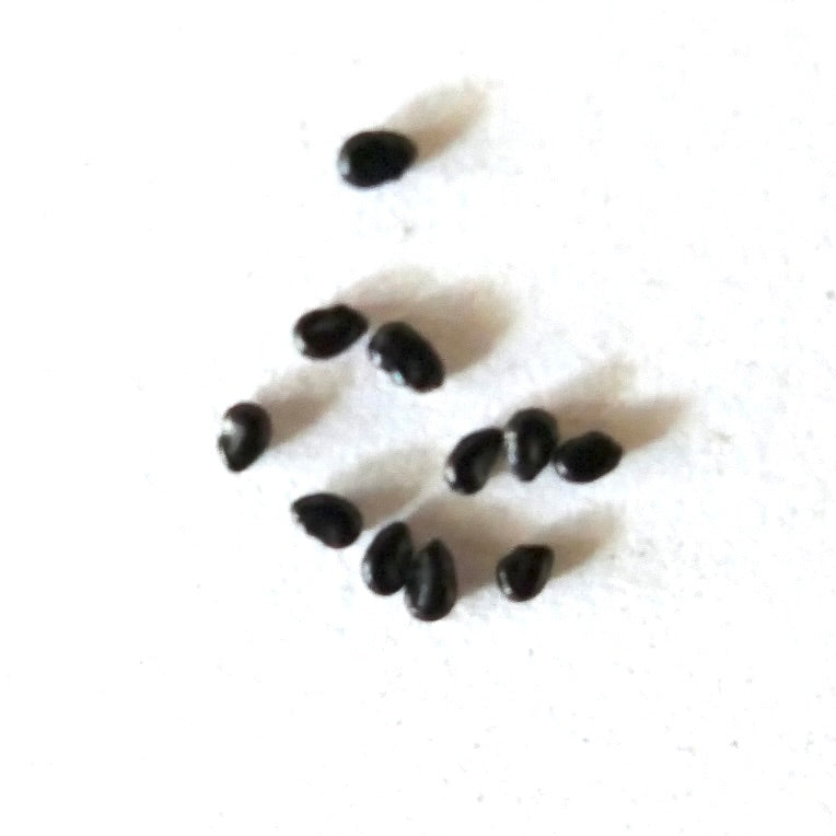 Pilosocereus fulvilanatus black cactus seeds on white background