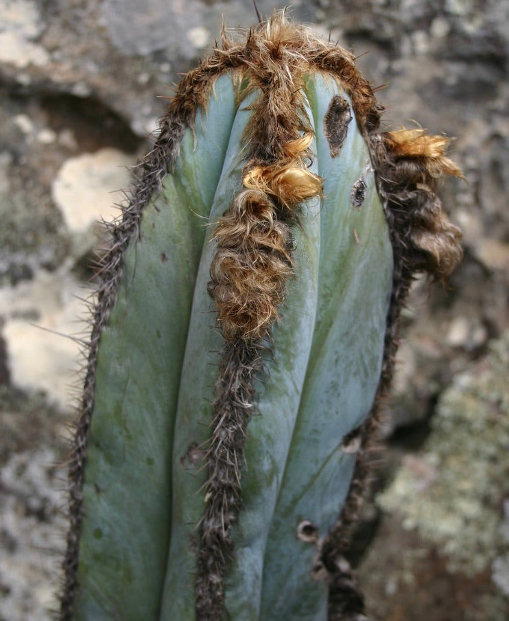 Pilosocereus fulvilanatus cactus with blue-green ribs and brown woolly areoles close-up