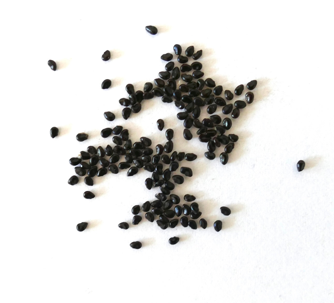 Pilosocereus fulvilanatus small black cactus seeds scattered on white background