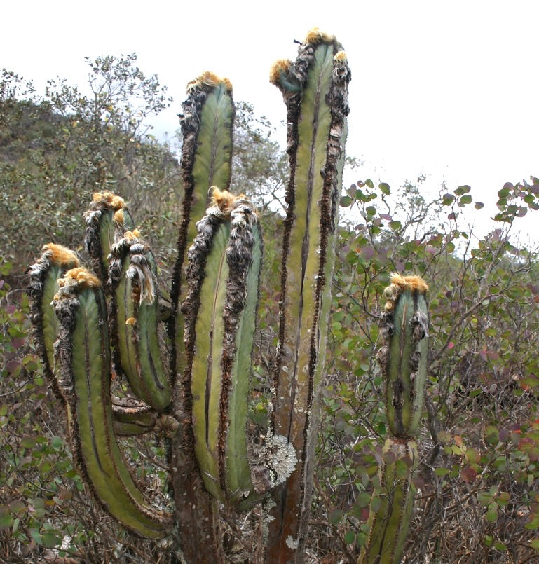 Pilosocereus fulvilanatus tall columnar cactus with yellow woolly areoles and ribbed green stems