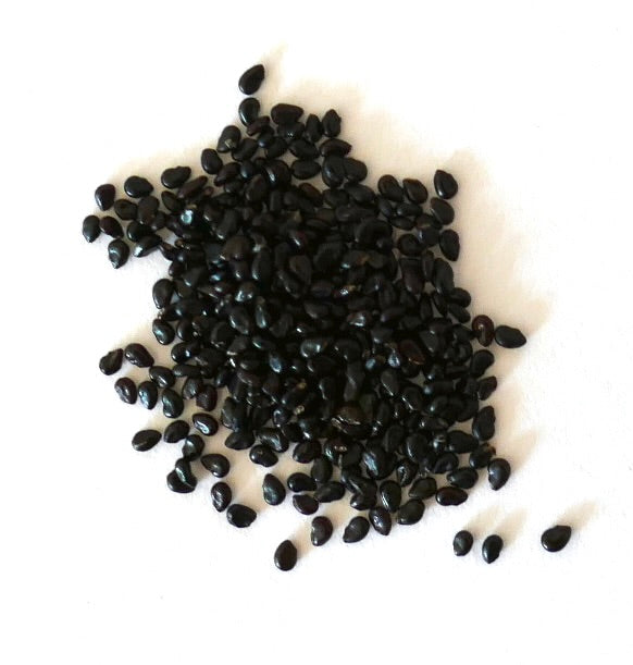 Pilosocereus fulvilanatus black cactus seeds for succulent plant propagation