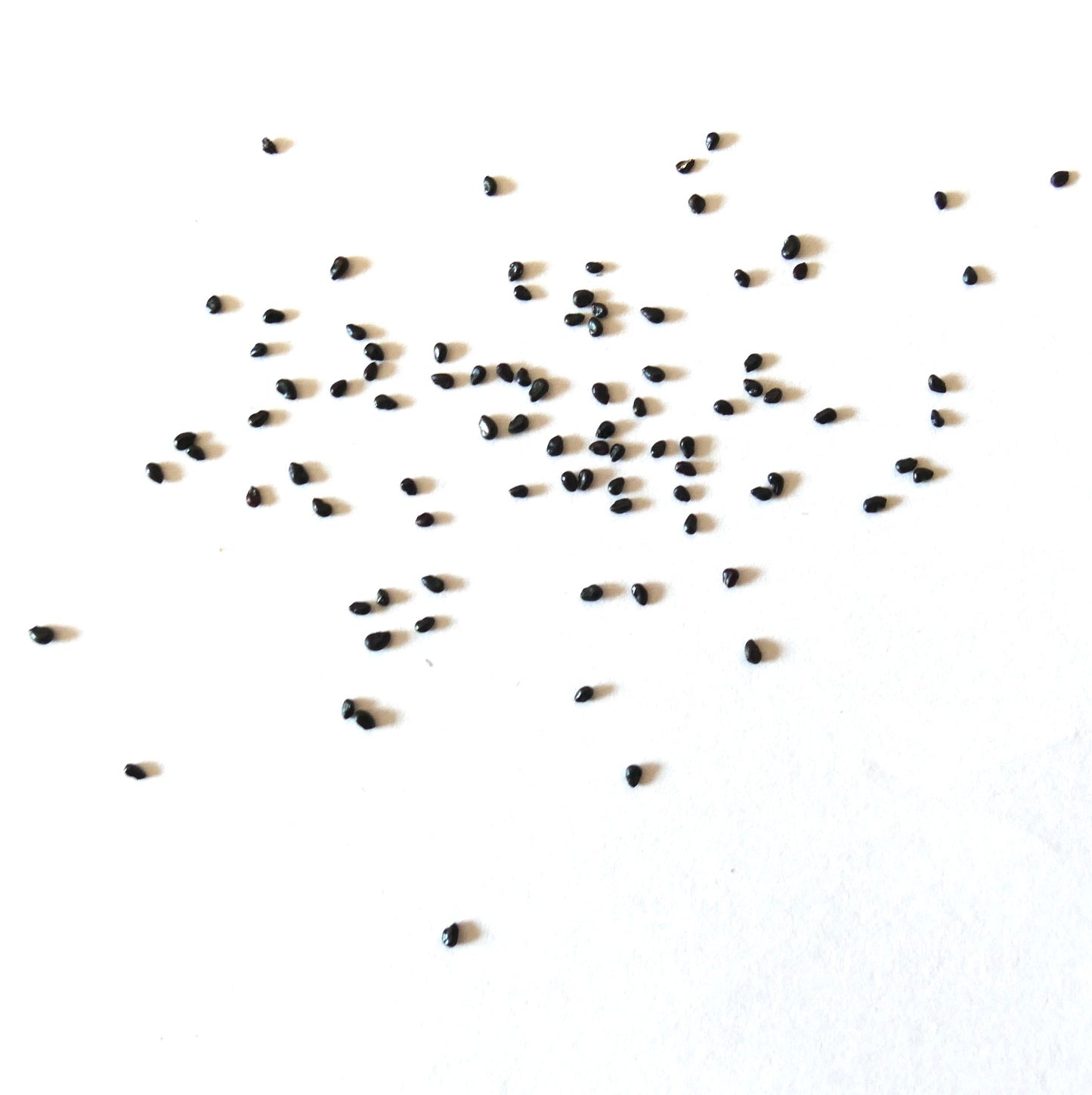 Pilosocereus hermii small black cactus seeds scattered on white background