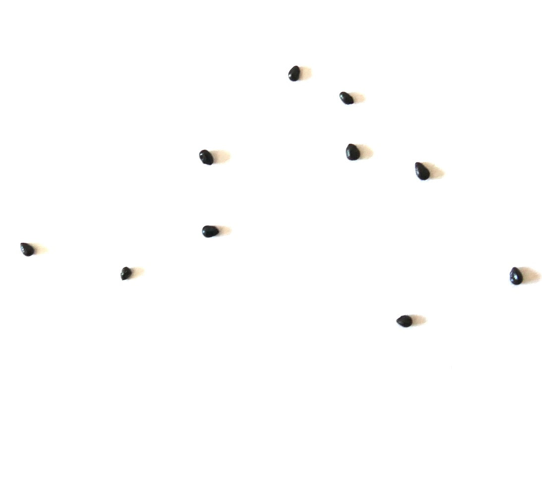 Pilosocereus hermii black cactus seeds scattered on white background