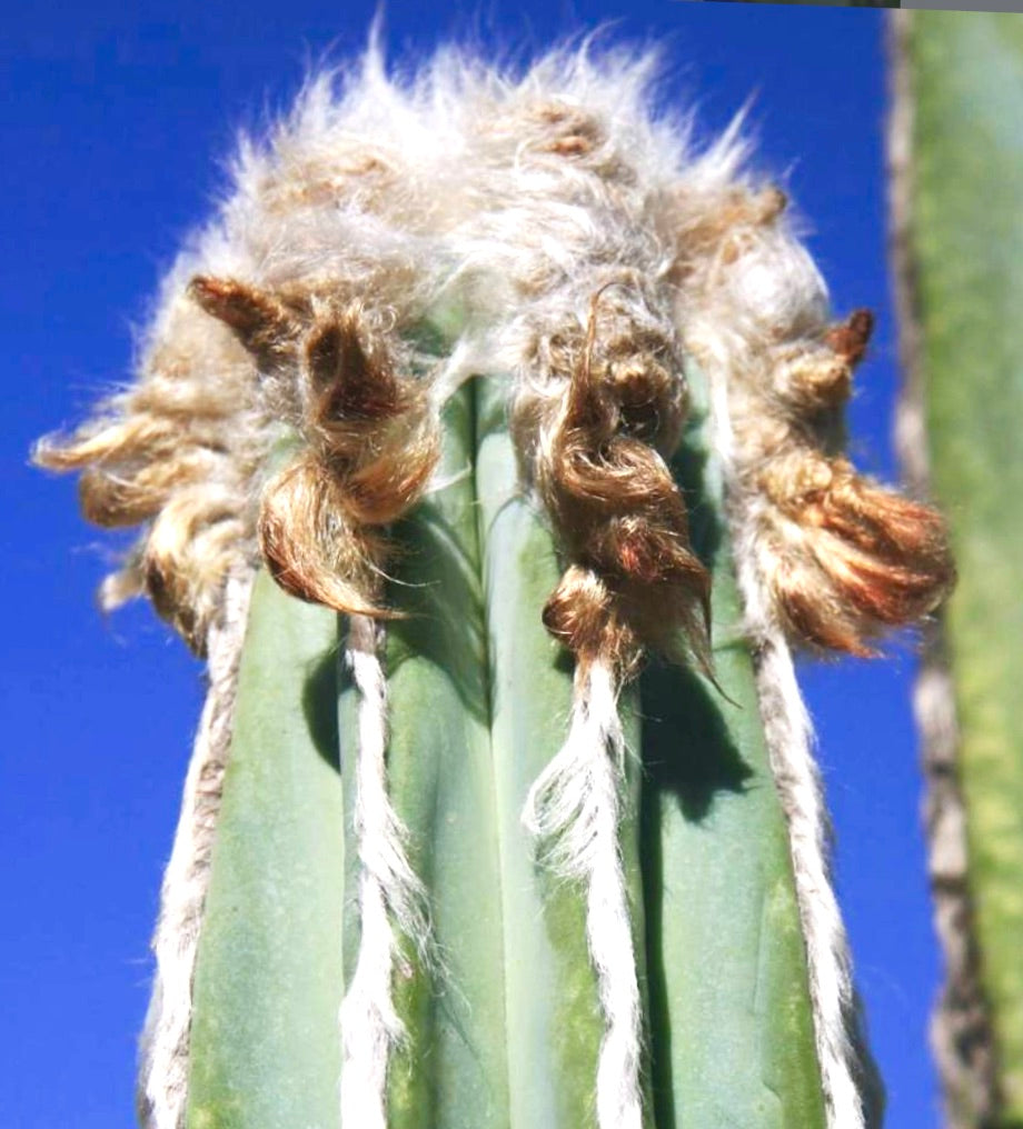 Pilosocereus hermii cactus with woolly golden-brown areoles and blue-green ribs against sky